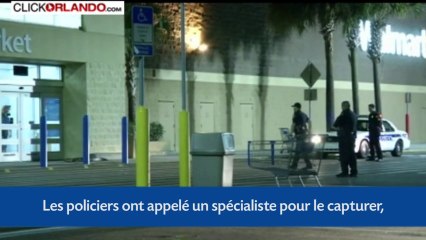 Un alligator se promène près d'un centre commercial