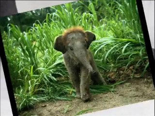 Bébés animaux si mignons.wmv