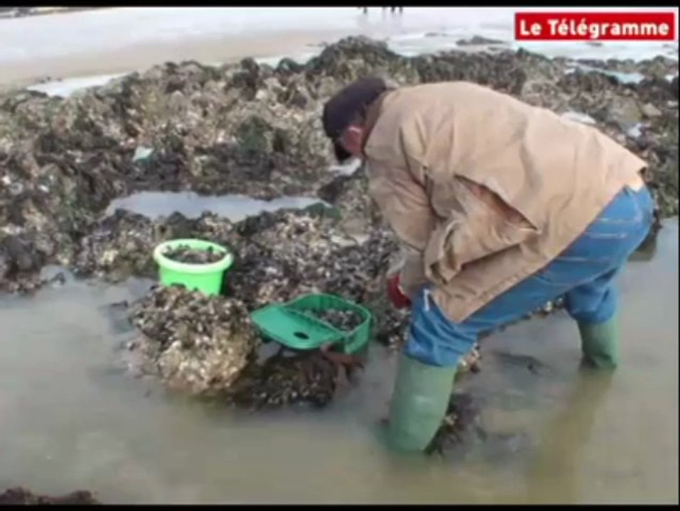Plérin. Grande marée : au bonheur des pêcheurs à pied