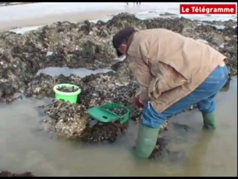 Plérin. Grande marée : au bonheur des pêcheurs à pied