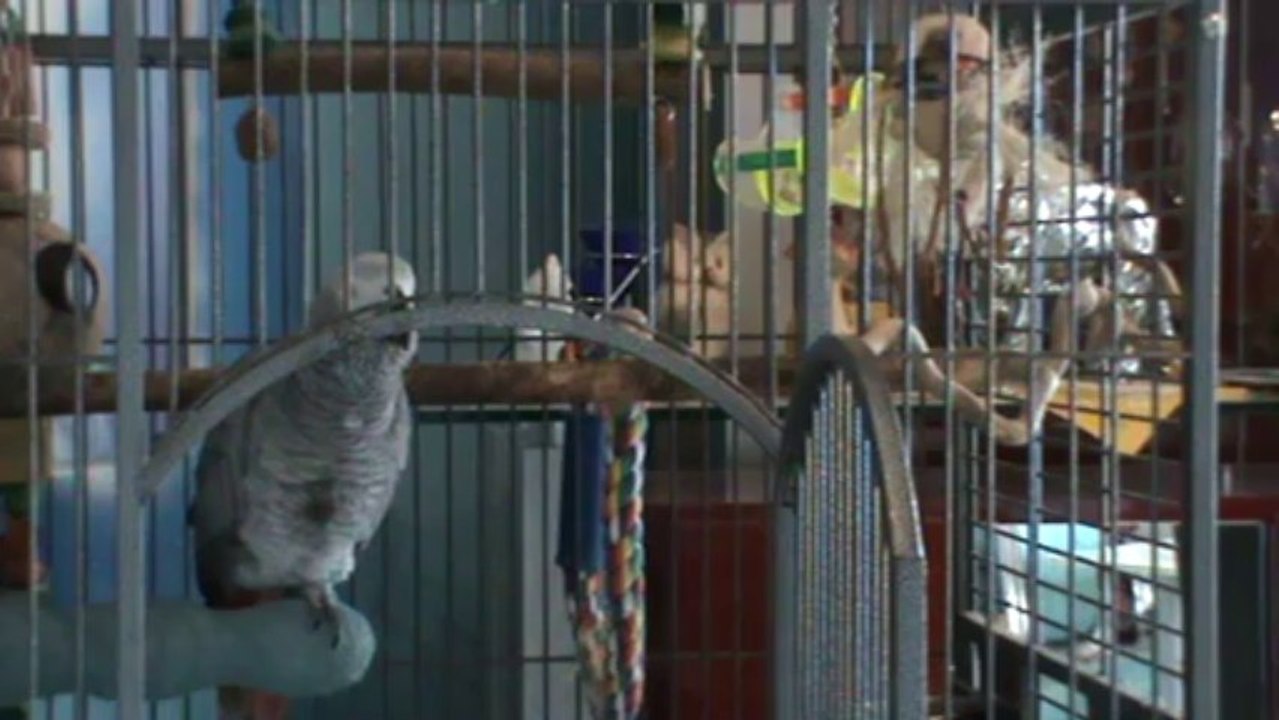 sprechender Papagei Kongo Graupapagei Rudi Hammelburg 20.10.2013