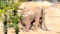 El elefante macho Kibo y las hembras Metzi y Miri