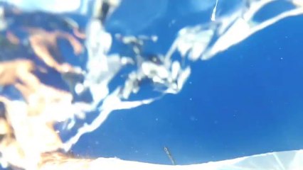 Baleine et son baleineau - Suite - Detend Azot