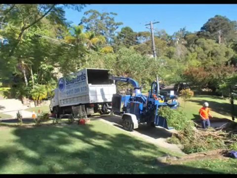 Tree Lopping Specialist in Sydney