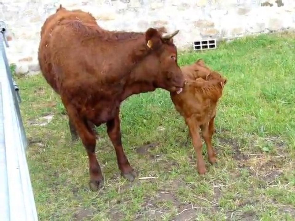 Vache  et son veau