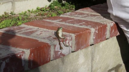 Boire une bière avec une Grenouille