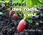 Comment planter des radis