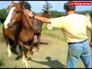 Dolo (22). Le maraîcher travaille avec des chevaux de trait
