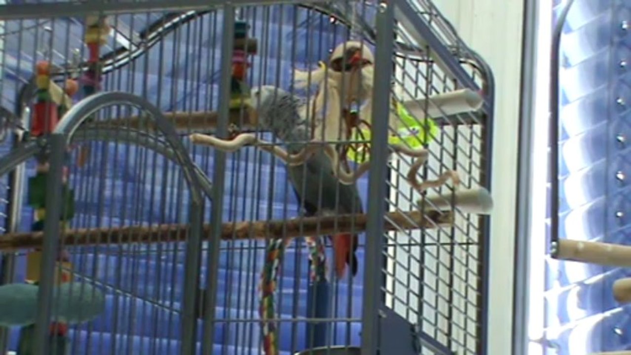 sprechender Papagei Kongo Graupapagei Rudi Hammelburg 20.10.2013