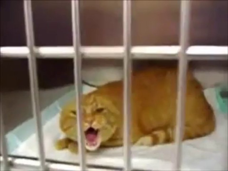 I got a Hat Episode 15 My hat can DODGE them Seoson 2