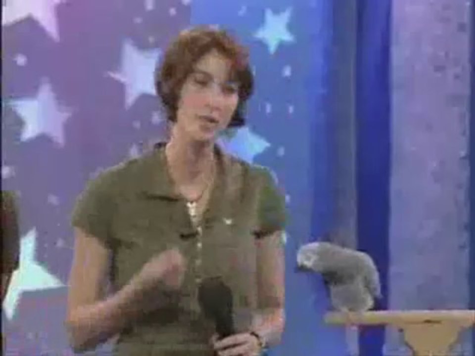 sprechender Papagei Kongo Graupapagei Rudi Hammelburg 20.10.2013