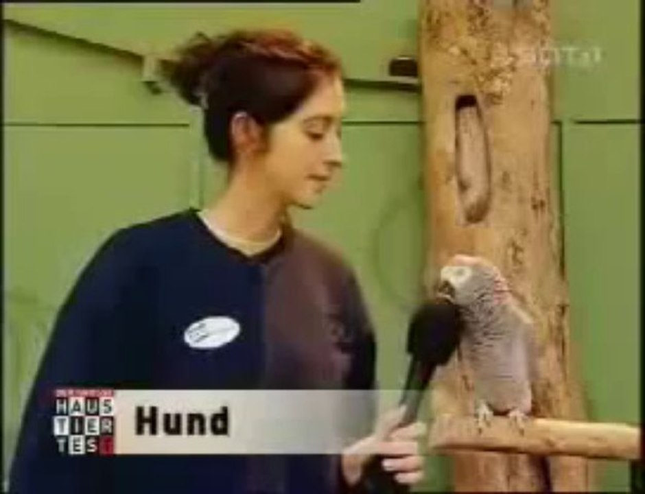 sprechender Papagei Kongo Graupapagei Rudi Hammelburg 20.10.2013