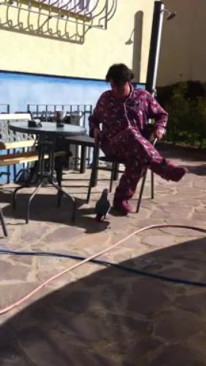 sprechender Papagei Kongo Graupapagei Rudi Hammelburg 20.10.2013