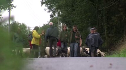 Transhum'Are. Les brebis sont rentrées au bercail