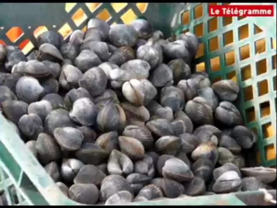 Gâvres (56). A la pêche à pied avec un pro