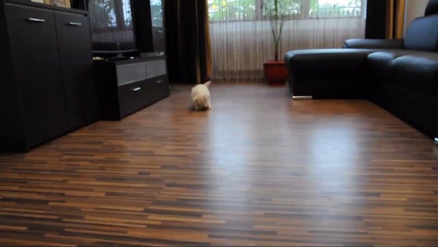 catel rasa westie (west highland white terrier) de vanzare