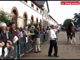 Lamballe (22). Les Haras nationaux ont sélectionné 22 étalons