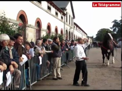Lamballe (22). Les Haras nationaux ont sélectionné 22 étalons