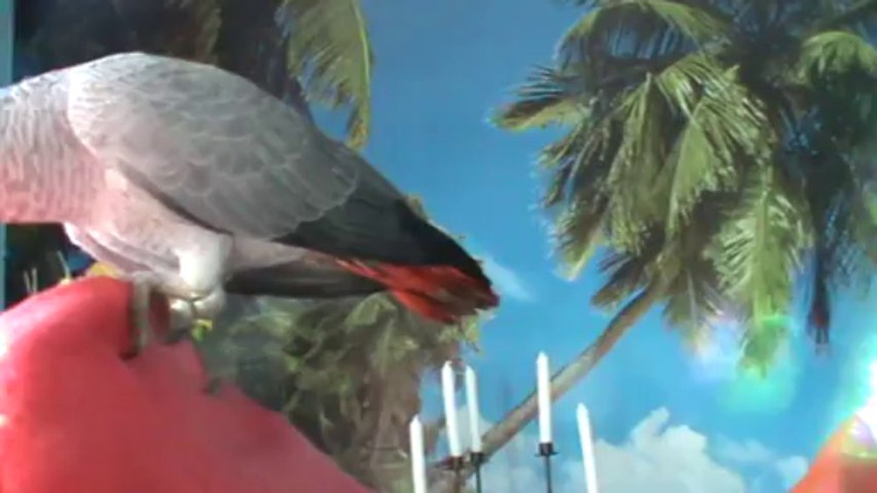 sprechender Papagei Kongo Graupapagei Rudi Hammelburg 20.10.2013