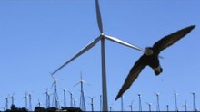 British birdwatchers witness rare swift fly into wind turbine