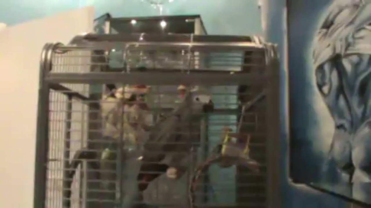 sprechender Papagei Kongo Graupapagei Rudi Hammelburg 20.10.2013