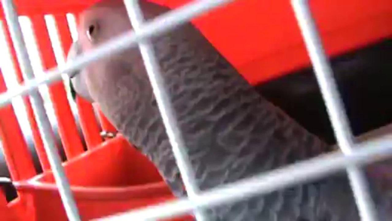 sprechender Papagei Kongo Graupapagei Rudi Hammelburg 20.10.2013