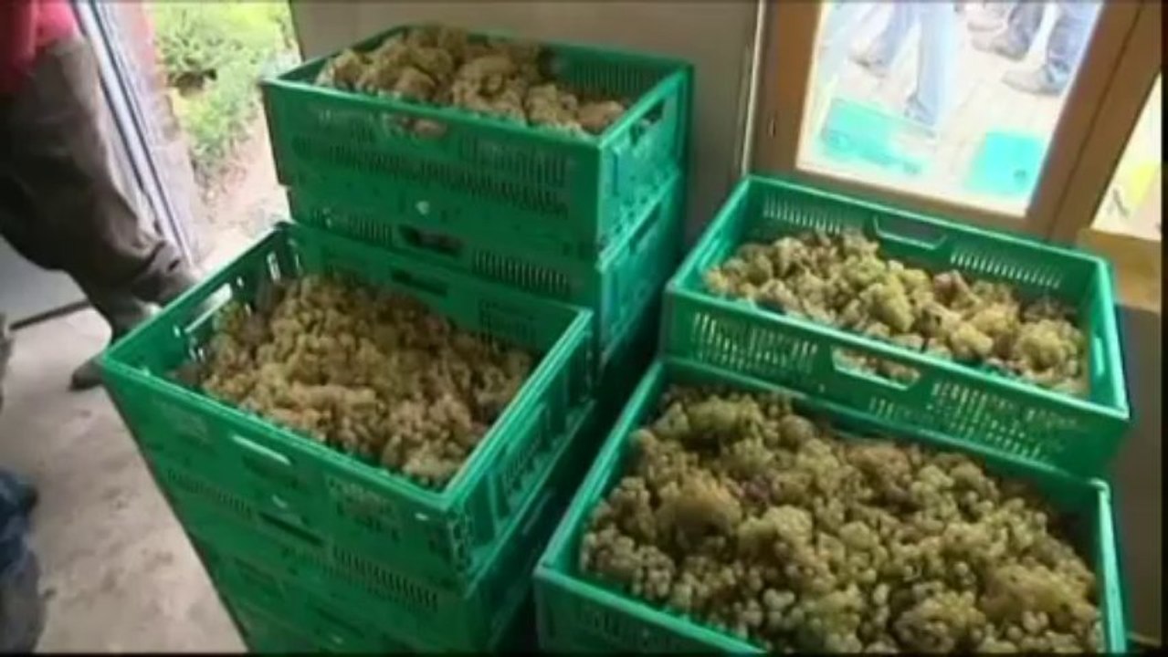 Les premières vendanges sur un terril du Pas-de-Calais sont "prometteuses"
