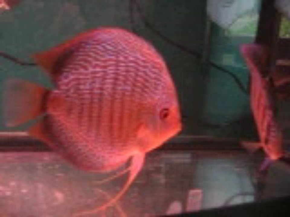 discus hopital