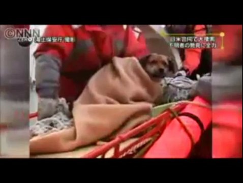 Japon. Un chien secouru après 21 jours de dérive : les images