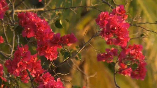 Transat Bénodet - Martinique. La Martinique en attente