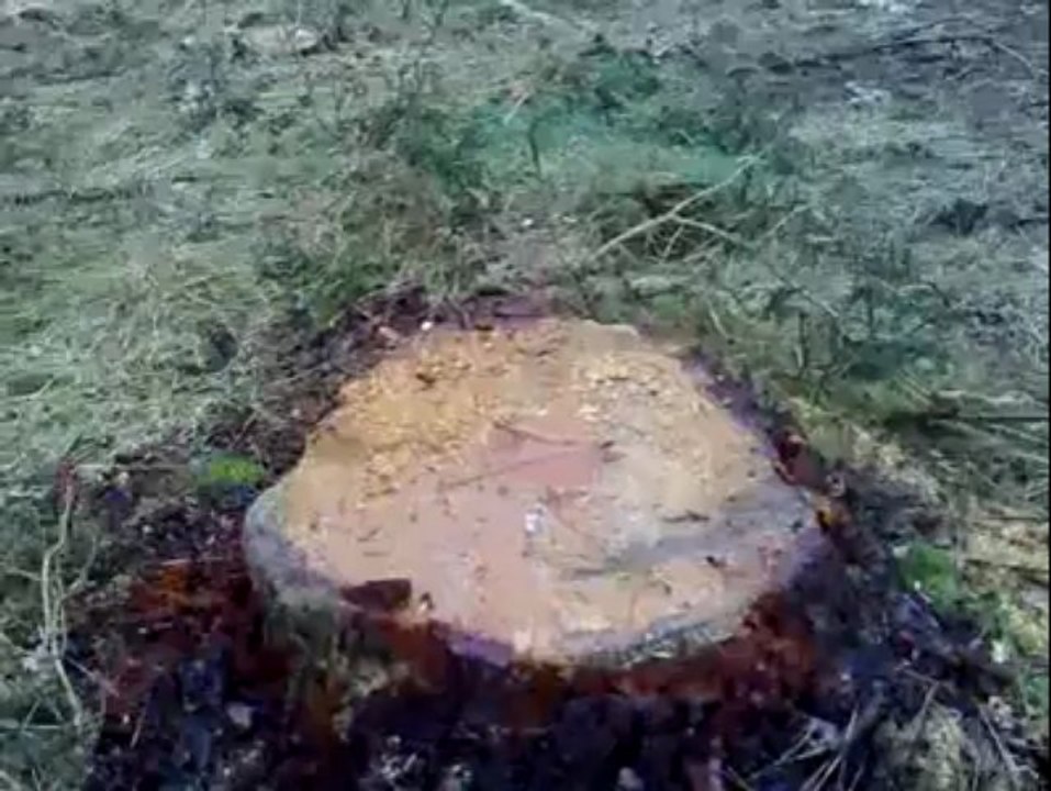 Algues vertes. Un dépôt sauvage à Telgruc