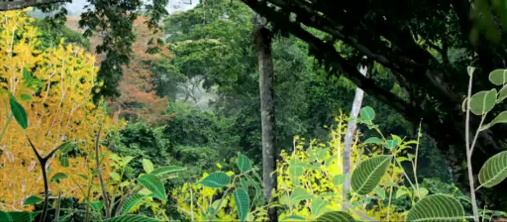 Bande-annonce "IL ÉTAIT UNE FORÊT"  en salles le 13 novembre 2013