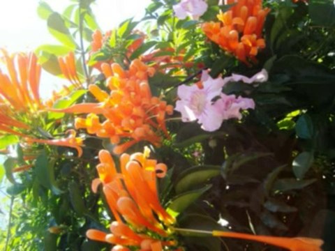 SALMOS CAP 118 - A BIBLIA NA LINGUAGEM DE HOJE