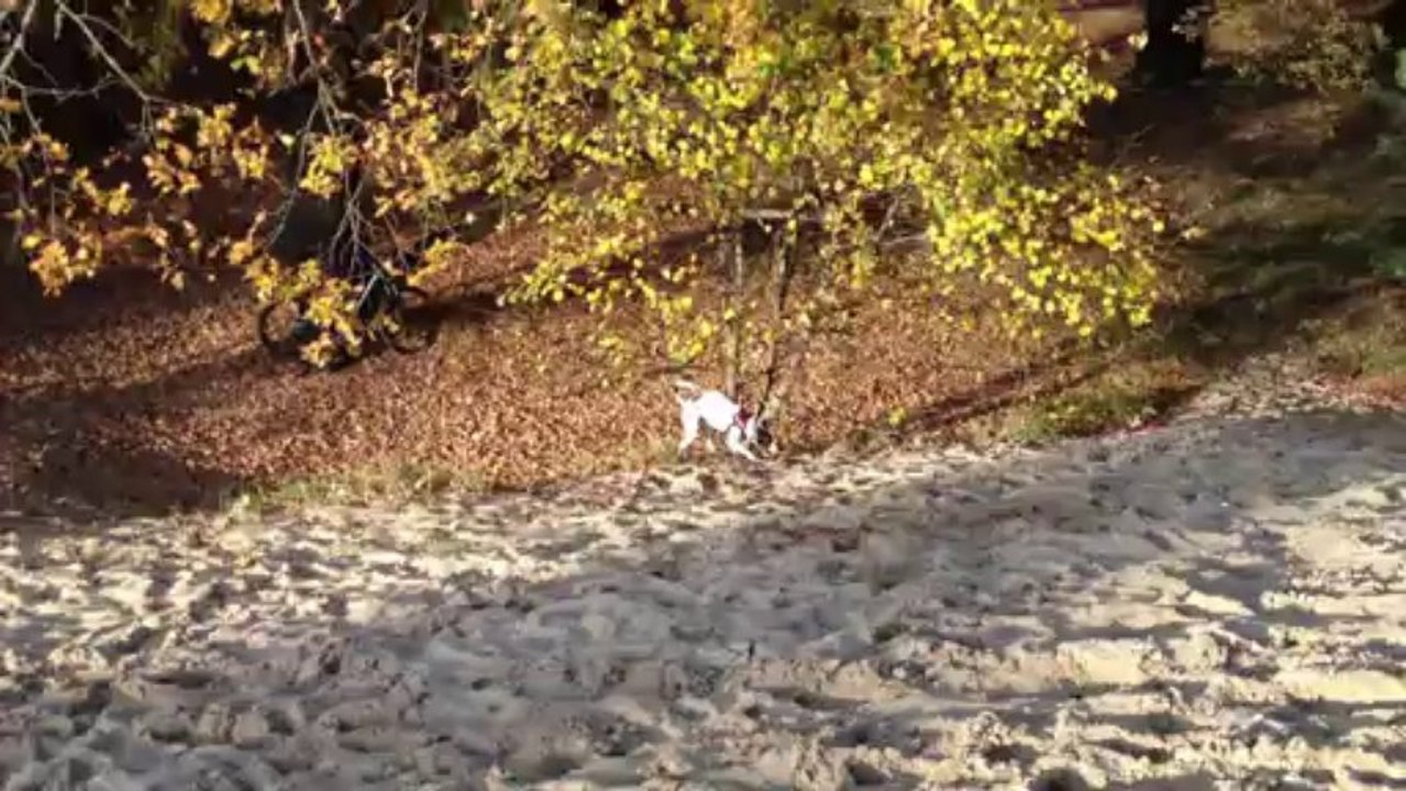 im Tegler Wald mit dem radel