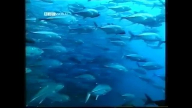 Evolution easily refuted