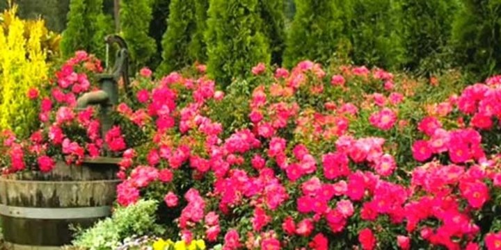 Growing Wisdom's Video/ How to Grow Flower Carpet Roses in Containers