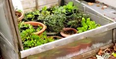 Cold Frame Plants Grow Napa Cabbage, Kale, Arugula, Rosemary, Sage & More