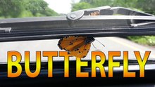 Releasing the Butterfly