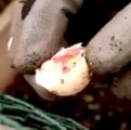 Planting Garlic in Late Fall - How to Prepare & Plant Garlic in Your Garden