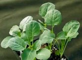 Planting Vegetables in Spring Part 2/ Planting Lettuce, Kale, Peas & More