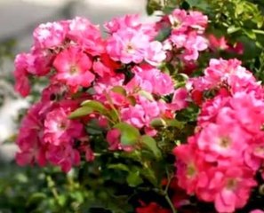 A Plant for Any Location Featuring Pink Supreme Flower Carpet Rose