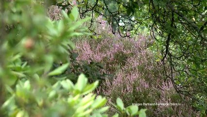 Parcs et jardins secrets du Limousin