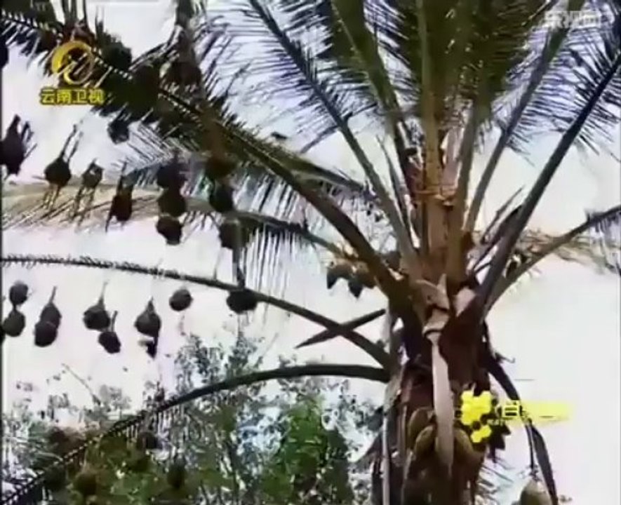 《自然密碼》20120505：動物星球——窮兇極鱷