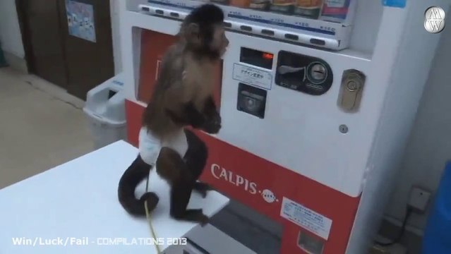 Animals are awesome.... Compilation of animals doing amazing things.