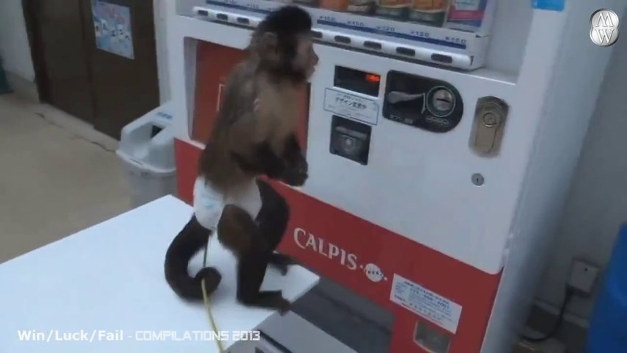 Animals are awesome.... Compilation of animals doing amazing things.