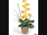 Phalaenopsis Orchid Arrangement Beauty 21 Review