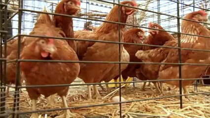 Vous avez dit Durable? - S02E23 - Les poules composteuses