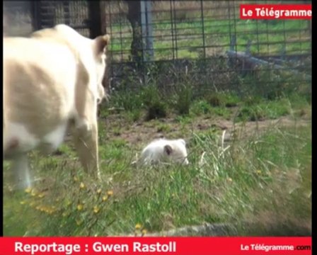 Zoo de Pont-Scorff (56). Les lionceaux blancs sont de sortie