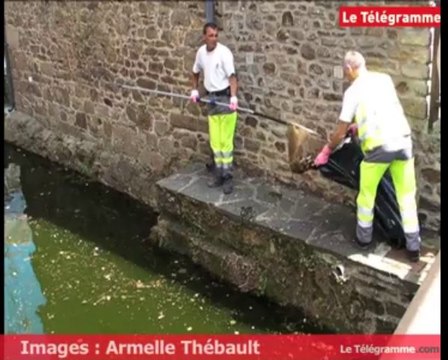 Lamballe. Des poissons morts repêchés dans le centre-ville