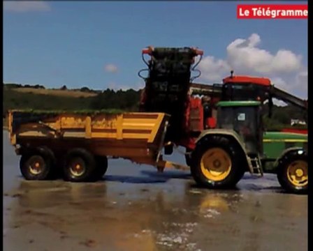 Saint-Michel-en-Grève (22). Opération de destockage d'algues vertes